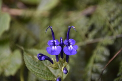 Salvia pichinchensis
