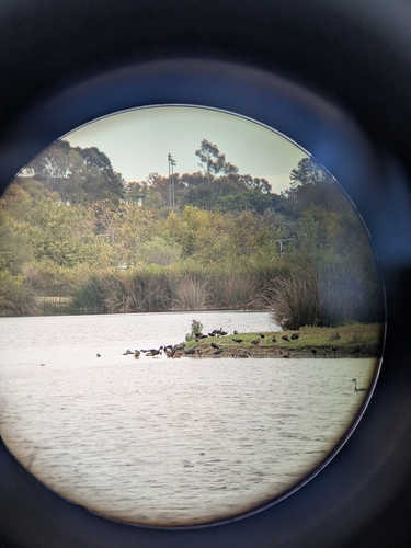 iNaturalist observation photo of White-faced Ibis