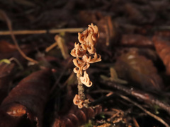 Lentaria byssiseda