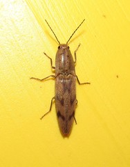 Conoderus fuscofasciatus