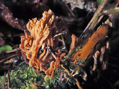 Lentaria byssiseda
