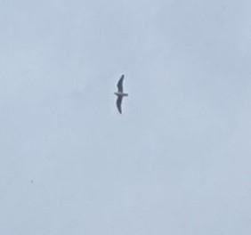 Ring-billed Gull photographed in Kansas