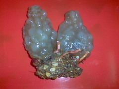 Phallusia mammillata