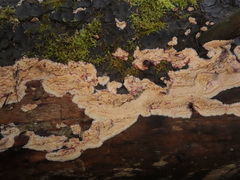 Phlebia centrifuga