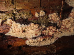 Phlebia centrifuga