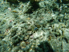 Chrysiptera brownriggii