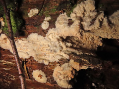 Phlebia centrifuga