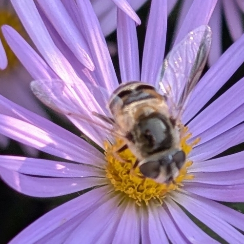 Unknown species found near Winfield, KS, USA
