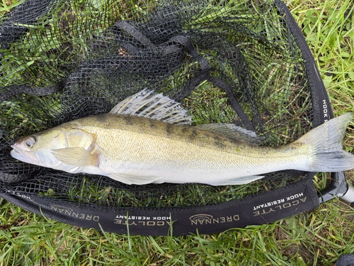 Pikeperch (Sander lucioperca) — Percidae — 3