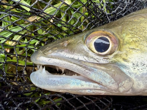 Pikeperch (Sander lucioperca) — Percidae — 4