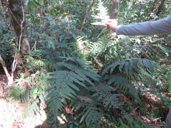 Polystichum muricatum