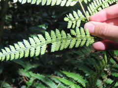 Polystichum muricatum