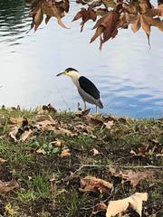 Nycticorax nycticorax