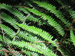 Polystichum muricatum