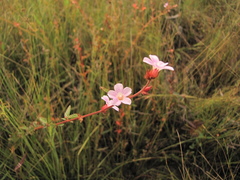 Melochia spicata