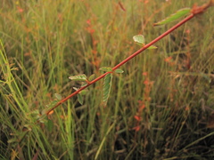 Melochia spicata