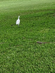 Bubulcus ibis
