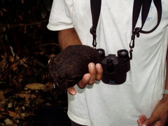 Sterculia mexicana