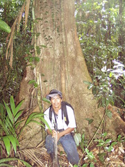 Sterculia mexicana