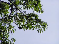 Sterculia mexicana