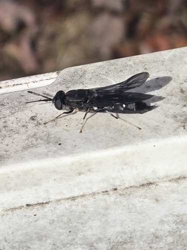 Unknown species found near Turners Falls, Montague, MA, USA
