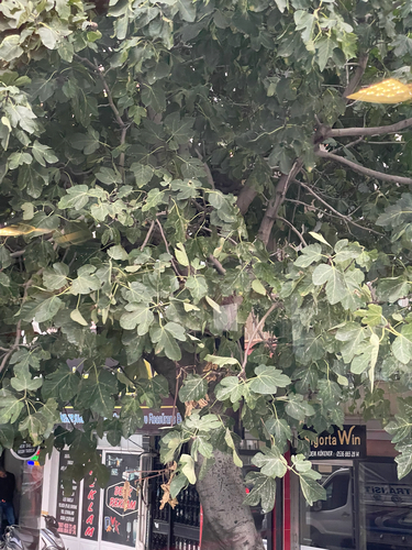 common fig