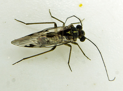Hyalopsocus striatus