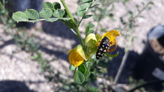 Acmaeodera gibbula