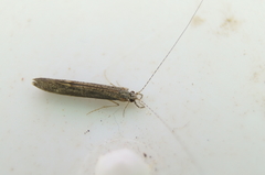 Leptocerus americanus