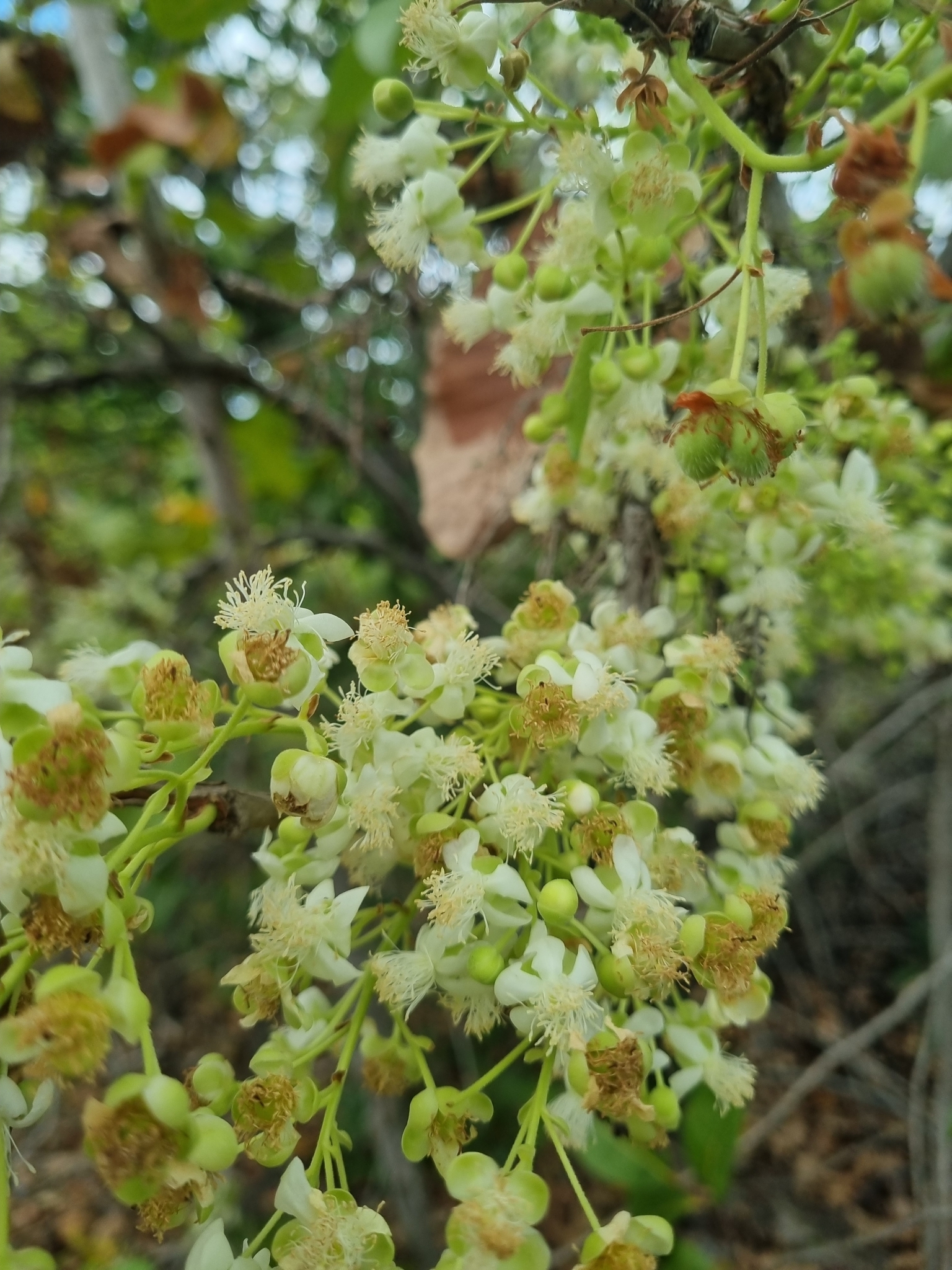 Curatella americana