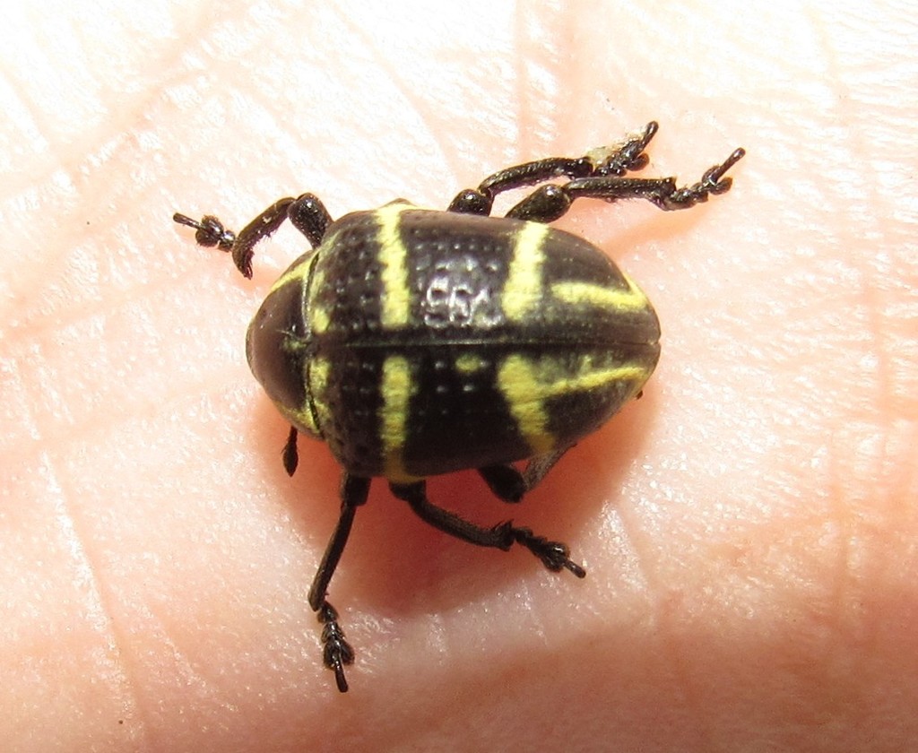 Sternechus subsignatus