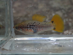 Xiphophorus variatus