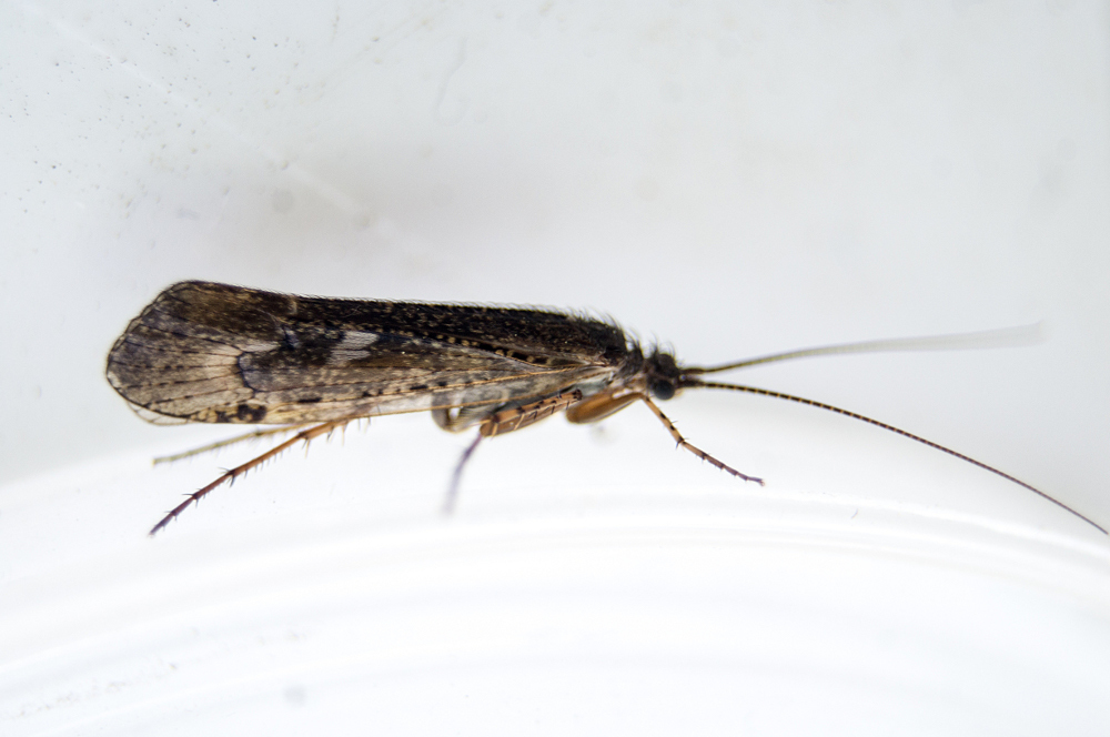 Limnephilus sericeus