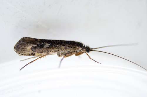 Limnephilus sericeus