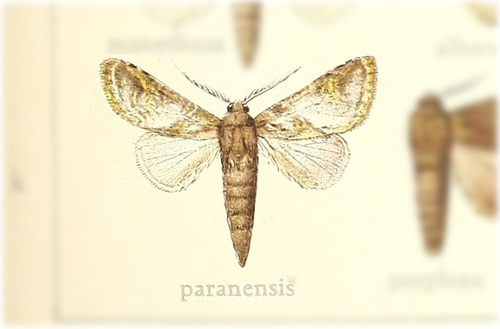 Luca paranensis
