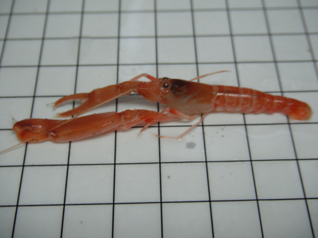Red snapping shrimp