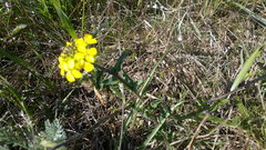 Erysimum cuspidatum