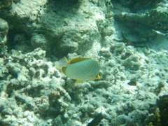 Chaetodon xanthocephalus