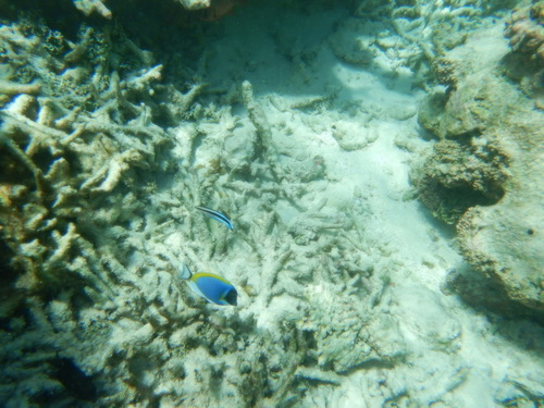 Bluestreak Cleaner Wrasse (Labroides dimidiatus)