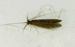 Oecetis inconspicua