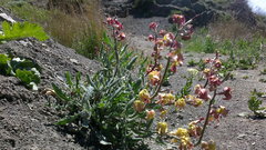 Matthiola odoratissima