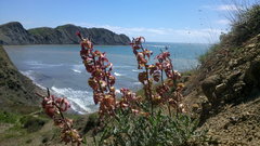 Matthiola odoratissima