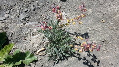 Matthiola odoratissima