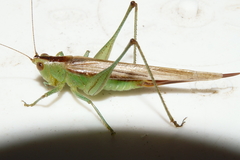 Conocephalus brevipennis
