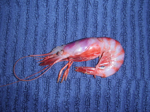 Representative image of Aristeus