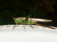 Conocephalus brevipennis