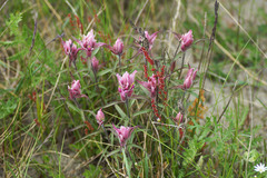 Castilleja elegans