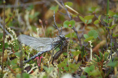 Aeshna caerulea