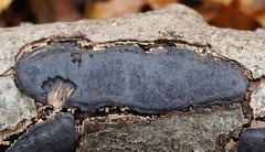 Biscogniauxia mediterranea
