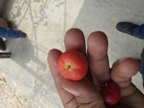 Malpighia mexicana